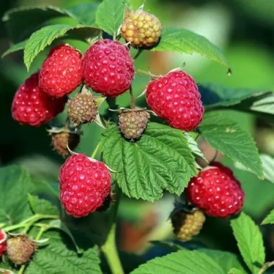 Малиновое дерево СКАЗКА — описание сорта Малиновое дерево СКАЗКА в Санкт-Петербурге