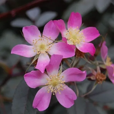 Саженцы роз сизая в Санкт-Петербурге