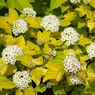 Пузыреплодник ДАРТС ГОЛД в Санкт-Петербурге