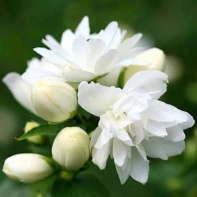 Жасмин ШНЕЕШТРУМ  Жасмин ШНЕЕШТРУМ в Санкт-Петербурге