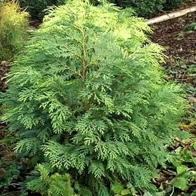 Кипарисовик САНКИСТ лавсона в Санкт-Петербурге