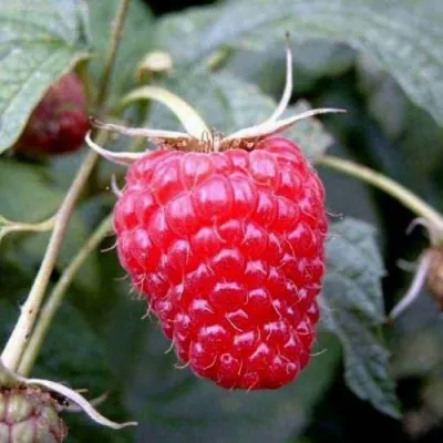 Малина ПОЛАНА — описание сорта Малина ПОЛАНА в Санкт-Петербурге