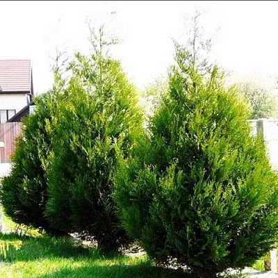 Туя АТРОВИРЕНС складчатая  Туя АТРОВИРЕНС складчатая в Санкт-Петербурге