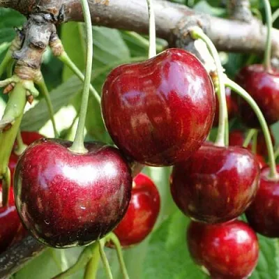 Черешня САШЕНЬКА в Санкт-Петербурге