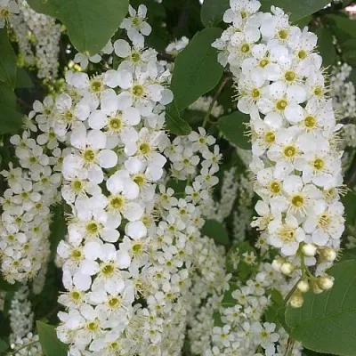 Черемуха САМОПЛОДНАЯ  Черемуха САМОПЛОДНАЯ в Санкт-Петербурге