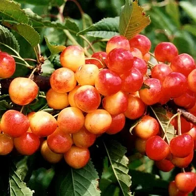 Черешня БЮТТНЕРА КРАСНАЯ в Санкт-Петербурге