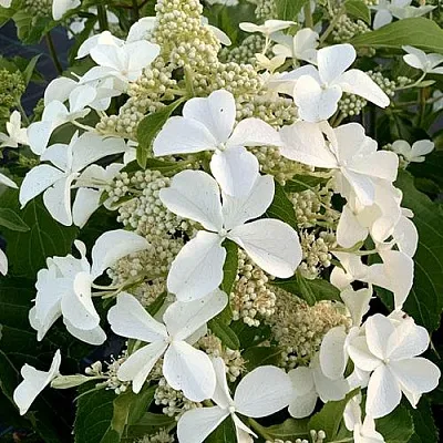 Гортензия ЛЕВАНА метельчатая  Гортензия ЛЕВАНА метельчатая в Санкт-Петербурге