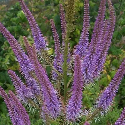 Вероникаструм ФАСЦИНЕЙШН  Вероникаструм ФАСЦИНЕЙШН в Санкт-Петербурге