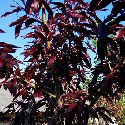 Персик БУРГУНДИ краснолистный  Персик БУРГУНДИ краснолистный в Санкт-Петербурге