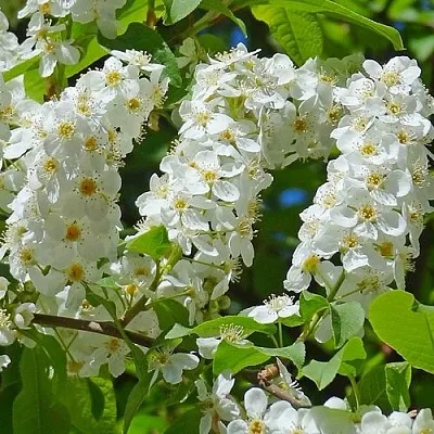 Черемуха ЧАЙКА  Черемуха ЧАЙКА в Санкт-Петербурге