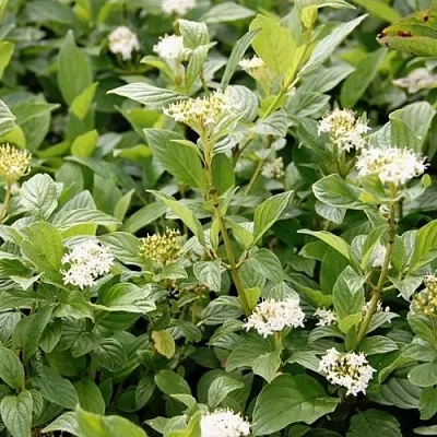 Дерен ФЛАВИРАМЕА отпрысковый  в Санкт-Петербурге