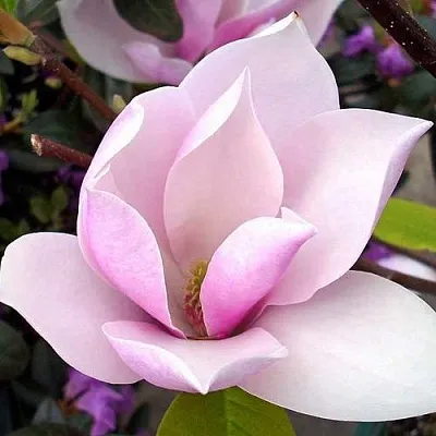 Магнолия АЛЕКСАНДРИНА   Магнолия АЛЕКСАНДРИНА  в Санкт-Петербурге