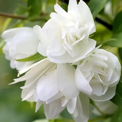 Жасмин МАНТО Д’ЭРМИН  Жасмин МАНТО Д’ЭРМИН в Санкт-Петербурге