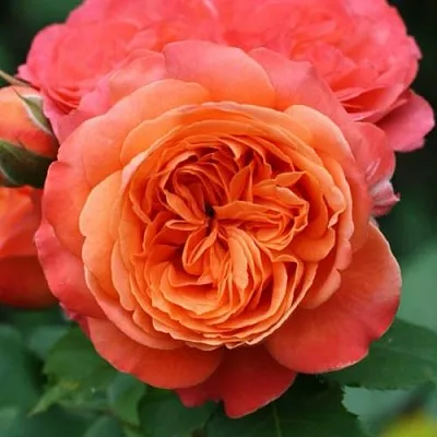 Саженцы роз ЭМИЛЬЕН ГИЙО шраб  Саженцы роз ЭМИЛЬЕН ГИЙО шраб в Санкт-Петербурге