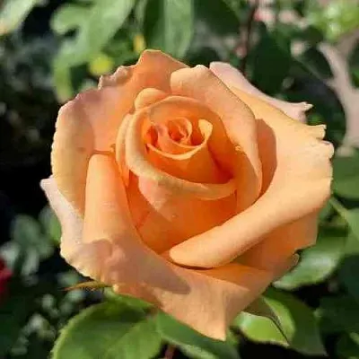 Саженцы роз ВЕРСИЛИЯ чайно-гибридная  Саженцы роз ВЕРСИЛИЯ чайно-гибридная в Санкт-Петербурге