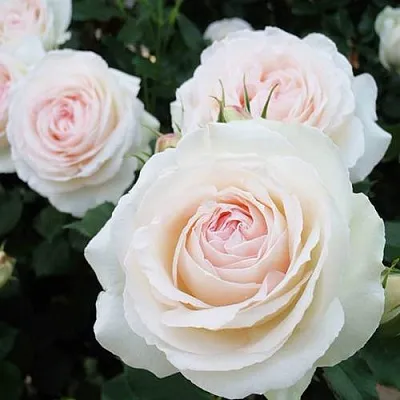 Саженцы роз ПАЛЕ РОЯЛЬ плетистая  Саженцы роз ПАЛЕ РОЯЛЬ плетистая в Санкт-Петербурге