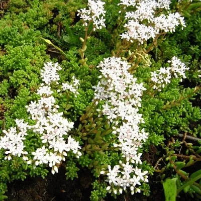 Очиток (седум) ХЛОРОТИКУМ белый в Санкт-Петербурге