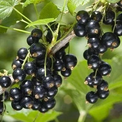 Смородина чёрная ВОЛШЕБНИЦА в Санкт-Петербурге