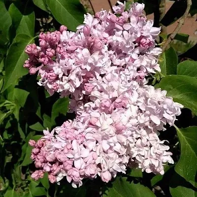 Сирень МИЛОСЕРДИЕ  Сирень МИЛОСЕРДИЕ в Санкт-Петербурге