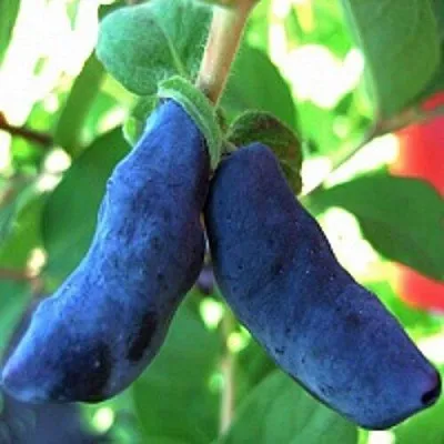 Жимолость съедобная БАКЧАРСКИЙ ВЕЛИКАН  Жимолость съедобная БАКЧАРСКИЙ ВЕЛИКАН в Санкт-Петербурге