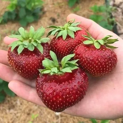 Клубника МАЛЬВИНА в Санкт-Петербурге