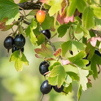 Смородина золотистая БЛЭЙКСТ в Санкт-Петербурге