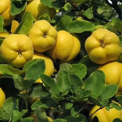 Цидония  Цидония в Санкт-Петербурге