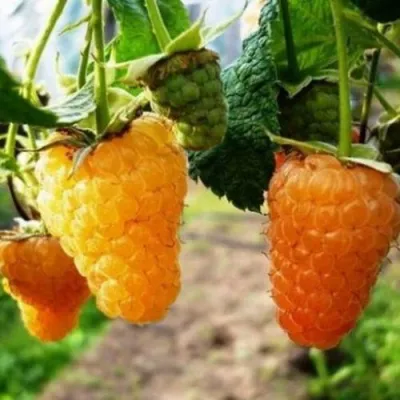 Малина ОРАНЖЕВОЕ ЧУДО — описание сорта Малина ОРАНЖЕВОЕ ЧУДО в Санкт-Петербурге