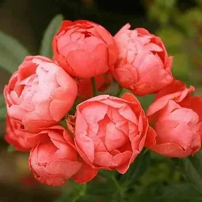 Саженцы роз ОРАНЖ МОРСДАГ полиантовая  Саженцы роз ОРАНЖ МОРСДАГ полиантовая в Санкт-Петербурге