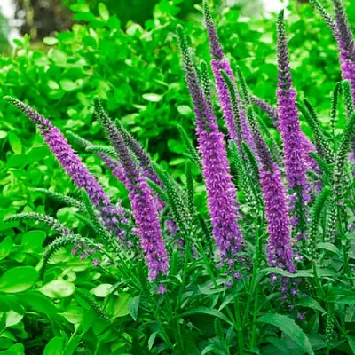 Вероника ФЕСТ МАТЧ длиннолистная в Санкт-Петербурге