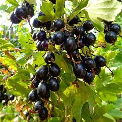 Смородина золотистая ОВАЛЬНАЯ  Смородина золотистая ОВАЛЬНАЯ в Санкт-Петербурге