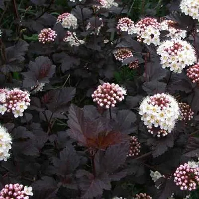 Пузыреплодник ДИАБЛО в Санкт-Петербурге