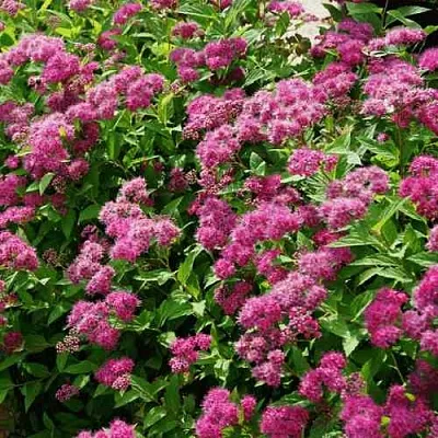 Спирея КРИСПА японская  Спирея КРИСПА японская в Санкт-Петербурге