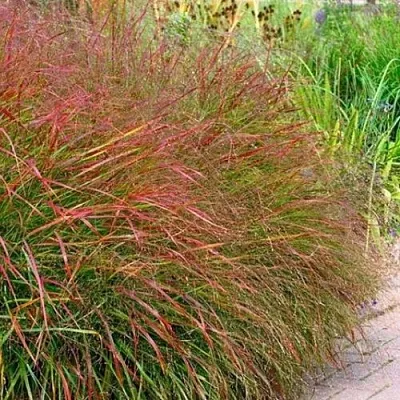 Просо ШЕНАНДО прутьевидное  Просо ШЕНАНДО прутьевидное в Санкт-Петербурге