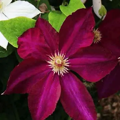 Клематис МАЗОВШЕ  Клематис МАЗОВШЕ в Санкт-Петербурге