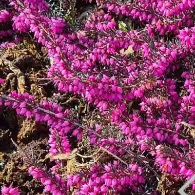 Вереск  Вереск в Санкт-Петербурге