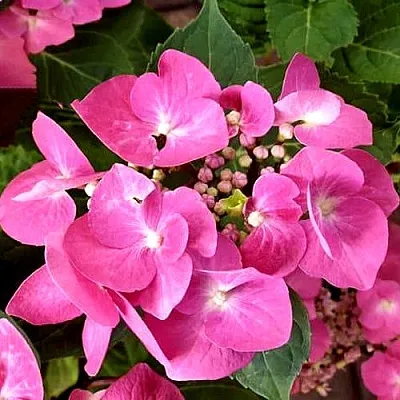 Гортензия ТАУБЕ крупнолистная  Гортензия ТАУБЕ крупнолистная в Санкт-Петербурге