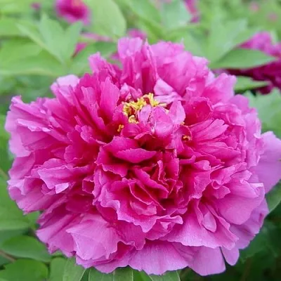 Пион ЛИЛОВАЯ ФАНТАЗИЯ древовидный  Пион ЛИЛОВАЯ ФАНТАЗИЯ древовидный в Санкт-Петербурге