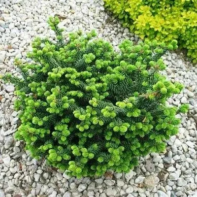 Пихта НАНА бальзамическая  Пихта НАНА бальзамическая в Санкт-Петербурге