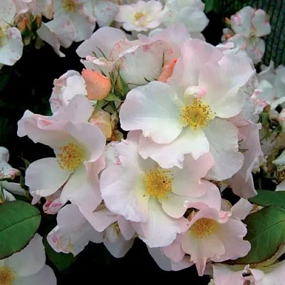 Саженцы роз САЛЛИ ХОЛМС мускусная  Саженцы роз САЛЛИ ХОЛМС мускусная в Санкт-Петербурге