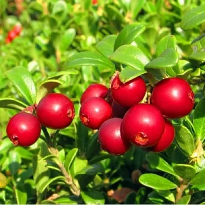 Брусника садовая РЕД ПЕРЛ  Брусника садовая РЕД ПЕРЛ в Санкт-Петербурге