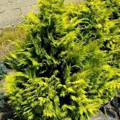 Кипарисовик ГОЛДЕН ВОНДЕР лавсона  Кипарисовик ГОЛДЕН ВОНДЕР лавсона в Санкт-Петербурге