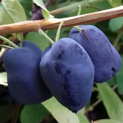 Жимолость съедобная БОРЕАЛ БЬЮТИ (СЕВЕРНАЯ КРАСАВИЦА)  Жимолость съедобная БОРЕАЛ БЬЮТИ (СЕВЕРНАЯ КРАСАВИЦА) в Санкт-Петербурге