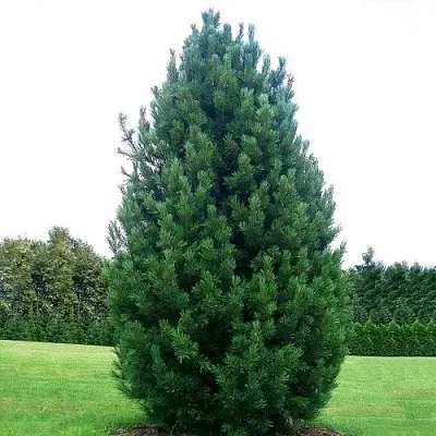 Сосна кедровая   Сосна кедровая  в Санкт-Петербурге