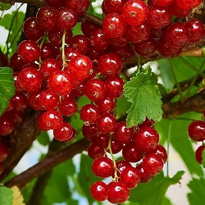 Смородина красная НАТАЛИ  Смородина красная НАТАЛИ в Санкт-Петербурге