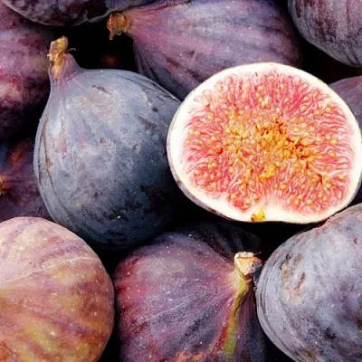 Инжир МУАССОН в Санкт-Петербурге