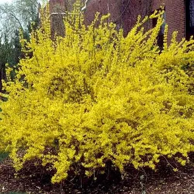 Форзиция ТАРАНДТ промежуточная  Форзиция ТАРАНДТ промежуточная в Санкт-Петербурге