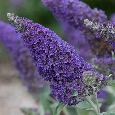 Буддлея НАНО ПЕРПЛ   Буддлея НАНО ПЕРПЛ  в Санкт-Петербурге