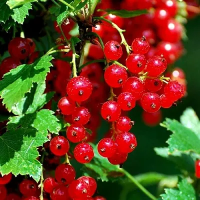 Смородина красная НЕНАГЛЯДНАЯ  Смородина красная НЕНАГЛЯДНАЯ в Санкт-Петербурге