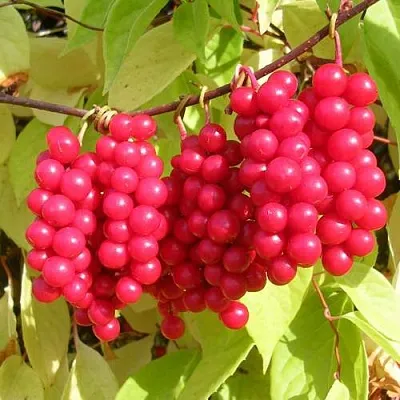 Лимонник ПЕРВЕНЕЦ китайский  Лимонник ПЕРВЕНЕЦ китайский в Санкт-Петербурге